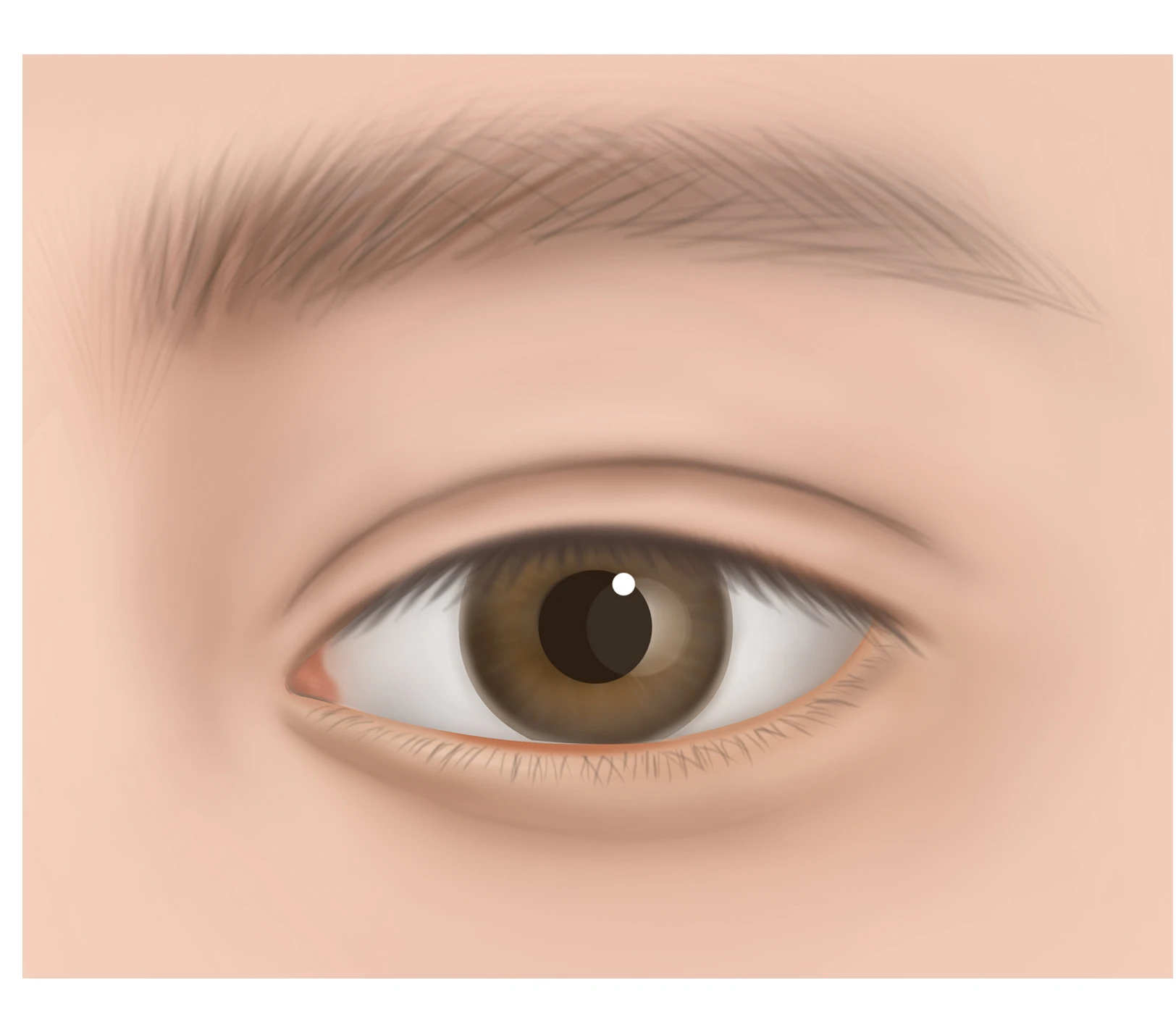 Out-Line crease style